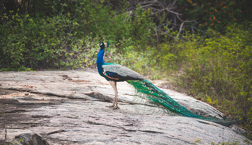 amazing-wildlife-img